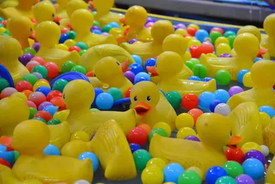 DSC_7805 (Large).JPG